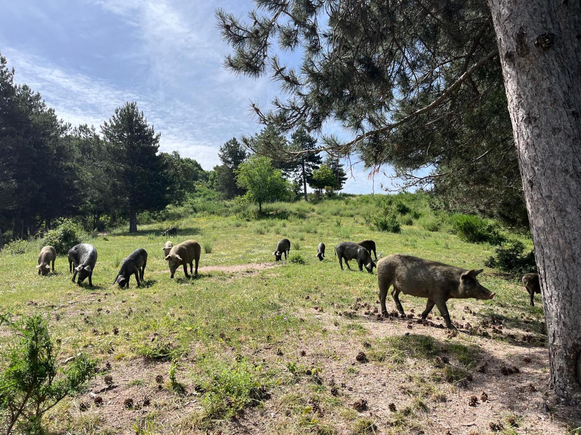 La Locanda Del Poeta Acri Dış mekan fotoğraf